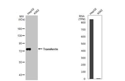 Invitrogen Transferrin Recombinant Rabbit Monoclonal Antibody (HL2431)