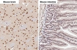 Invitrogen FUS Recombinant Rabbit Monoclonal Antibody (HL2454) 100 &mu;L;