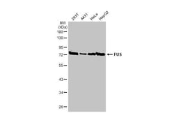 Invitrogen FUS Recombinant Rabbit Monoclonal Antibody (HL2454) 100 &mu;L;