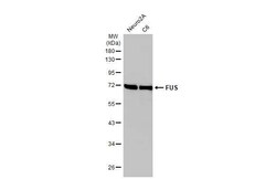 Invitrogen FUS Recombinant Rabbit Monoclonal Antibody (HL2454) 100 &mu;L;