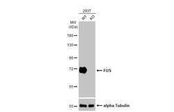 Invitrogen FUS Recombinant Rabbit Monoclonal Antibody (HL2454) 100 &mu;L;