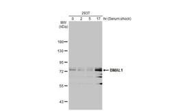 BMAL1 Recombinant Rabbit Monoclonal Antibody (HL2455), Invitrogen 100 &mu;L;