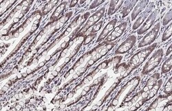 Invitrogen BMAL1 Recombinant Rabbit Monoclonal Antibody (HL2456) 100 &mu;L;
