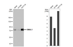 Invitrogen BMAL1 Recombinant Rabbit Monoclonal Antibody (HL2456) 100 &mu;L;