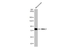 Invitrogen BMAL1 Recombinant Rabbit Monoclonal Antibody (HL2456) 100 &mu;L;