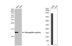 Invitrogen HBE1 Recombinant Rabbit Monoclonal Antibody (HL2457) 100 &mu;L;