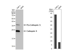 Invitrogen Cathepsin S Recombinant Rabbit Monoclonal Antibody (HL2462)