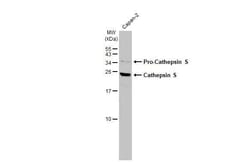 Invitrogen Cathepsin S Recombinant Rabbit Monoclonal Antibody (HL2462)