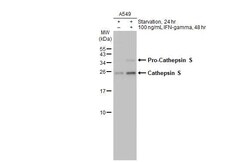 Invitrogen Cathepsin S Recombinant Rabbit Monoclonal Antibody (HL2462)