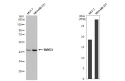Invitrogen SMYD3 Recombinant Rabbit Monoclonal Antibody (HL2464) 100 &mu;L | Buy Online | Invitrogen&trade; | Fisher Scientific