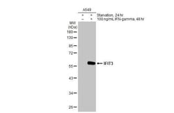 Invitrogen IFIT3 Recombinant Rabbit Monoclonal Antibody (HL246) 100 &mu;L;