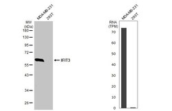 Invitrogen IFIT3 Recombinant Rabbit Monoclonal Antibody (HL246) 100 &mu;L;