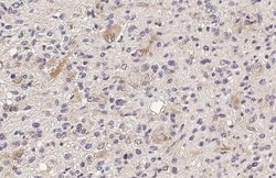 Invitrogen IFIT3 Recombinant Rabbit Monoclonal Antibody (HL2469) 100 &mu;L;