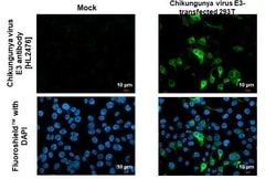 Invitrogen Chikungunya Virus E3 Recombinant Rabbit Monoclonal Antibody