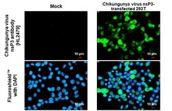 Invitrogen Chikungunya Virus NSP3 Recombinant Rabbit Monoclonal Antibody