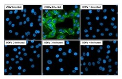 Invitrogen Chikungunya Virus NSP3 Recombinant Rabbit Monoclonal Antibody