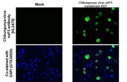 Invitrogen Chikungunya Virus NSP3 Recombinant Rabbit Monoclonal Antibody