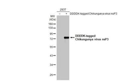 Invitrogen Chikungunya Virus NSP3 Recombinant Rabbit Monoclonal Antibody