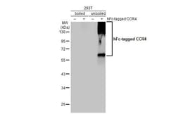 Invitrogen CCR4 Recombinant Rabbit Monoclonal Antibody (HL2481) 100 &mu;L;