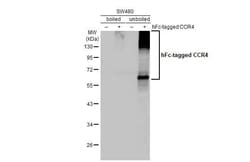 Invitrogen CCR4 Recombinant Rabbit Monoclonal Antibody (HL2481) 100 &mu;L;