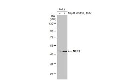 Invitrogen NEK2 Recombinant Rabbit Monoclonal Antibody (HL2511) 100 &mu;L;
