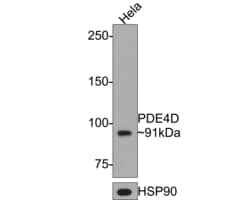 Invitrogen PDE4D Monoclonal Antibody (A7F3) 100 &mu;L; Unconjugated:Antibodies,