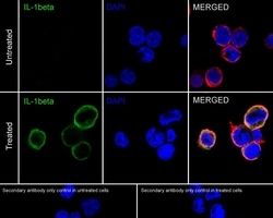 Invitrogen IL-1 beta Monoclonal Antibody (A7F9) 100 &mu;L; Unconjugated:Antibodies,