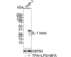 Invitrogen IL-1 beta Monoclonal Antibody (A7F9) 100 &mu;L; Unconjugated:Antibodies,