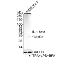Invitrogen IL-1 beta Monoclonal Antibody (A7F9) 100 &mu;L; Unconjugated:Antibodies,