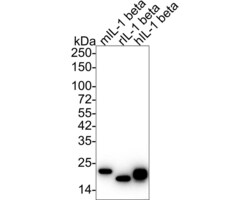 Invitrogen IL-1 beta Monoclonal Antibody (A7F9) 100 &mu;L; Unconjugated:Antibodies,