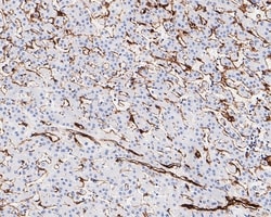 Invitrogen Caveolin 1 Monoclonal Antibody (A3E6) 100 &mu;L; Unconjugated:Antibodies,