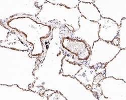 Invitrogen Caveolin 1 Monoclonal Antibody (A3E6) 100 &mu;L; Unconjugated:Antibodies,