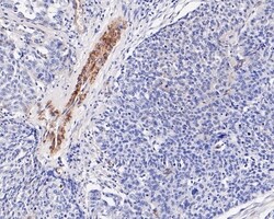 Invitrogen Caveolin 1 Monoclonal Antibody (A3E6) 100 &mu;L; Unconjugated:Antibodies,