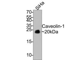 Invitrogen Caveolin 1 Monoclonal Antibody (A3E6) 100 &mu;L; Unconjugated:Antibodies,