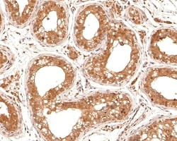 Invitrogen STRAP Monoclonal Antibody (A7H11) 100 &mu;L; Unconjugated:Antibodies,