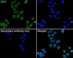 Invitrogen MAPKAP1 Monoclonal Antibody (A6G10) 100 &mu;L; Unconjugated:Antibodies,