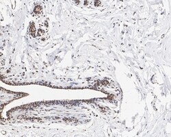 Invitrogen BRCA1 Monoclonal Antibody (A7E3) 100 &mu;L; Unconjugated:Antibodies,