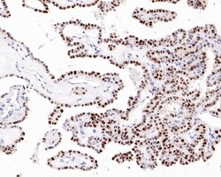 Invitrogen p21 Monoclonal Antibody (A8C12) 100 &mu;L; Unconjugated:Antibodies,