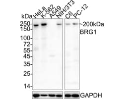 Invitrogen BRG1 Monoclonal Antibody (A5C9) 100 &mu;L; Unconjugated:Antibodies,
