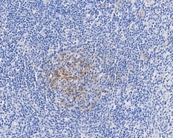 Invitrogen CD35 Monoclonal Antibody (A4G1) 100 &mu;L; Unconjugated:Antibodies,
