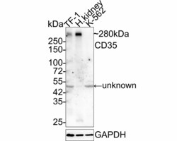 Invitrogen CD35 Monoclonal Antibody (A4G1) 100 &mu;L; Unconjugated:Antibodies,