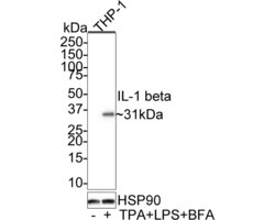 IL-1 beta Monoclonal Antibody (A7A10), Invitrogen 100 &mu;L; Unconjugated:Antibodies,