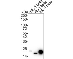 IL-1 beta Monoclonal Antibody (A7A10), Invitrogen 100 &mu;L; Unconjugated:Antibodies,