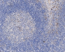 Invitrogen IL-1 beta Monoclonal Antibody (A7F7) 100 &mu;L; Unconjugated:Antibodies,