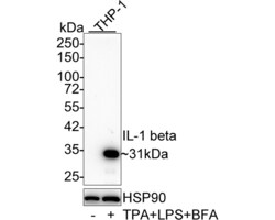 Invitrogen IL-1 beta Monoclonal Antibody (A7F7) 100 &mu;L; Unconjugated:Antibodies,