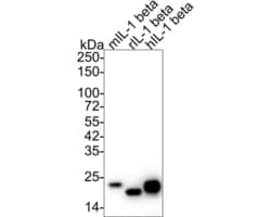 Invitrogen IL-1 beta Monoclonal Antibody (A7F7) 100 &mu;L; Unconjugated:Antibodies,