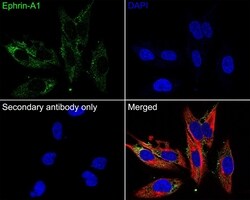 Ephrin A1 Monoclonal Antibody (A7B10), Invitrogen 100 &mu;L; Unconjugated:Antibodies,