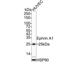 Ephrin A1 Monoclonal Antibody (A7B10), Invitrogen 100 &mu;L; Unconjugated:Antibodies,