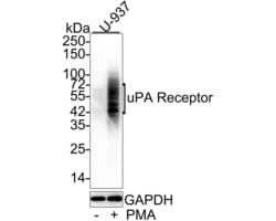 Invitrogen uPAR Monoclonal Antibody (A6E8) 100 &mu;L; Unconjugated:Antibodies,