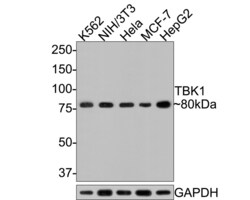 Invitrogen TBK1 Monoclonal Antibody (A8D9) 100 &mu;L; Unconjugated:Antibodies,